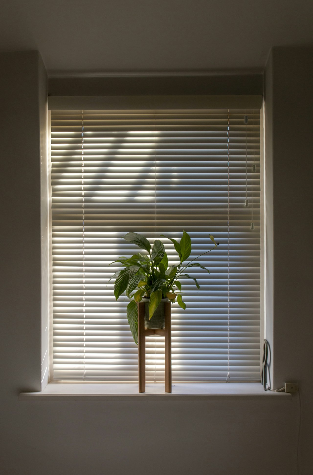 Can Anxiety Cause Dizziness? 5 Signs and What to Do 3 Green houseplant on a windowsill in front of closed blinds